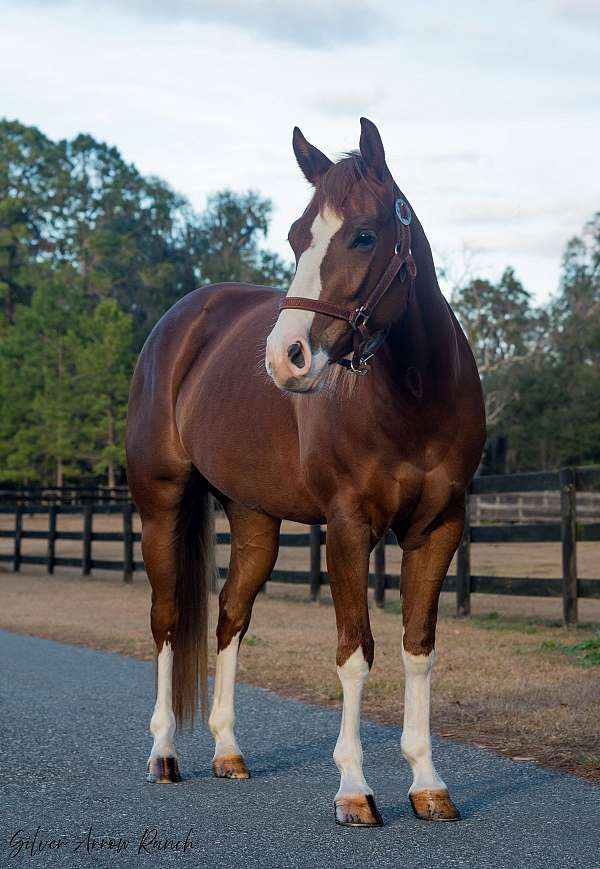 husband-safe-quarter-horse