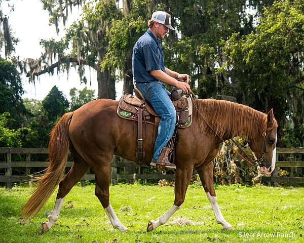 ranch-work-quarter-horse