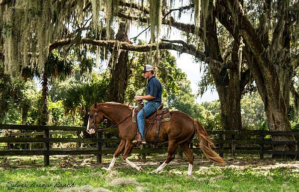 reining-quarter-horse