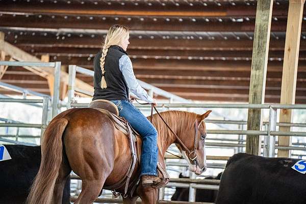 ridden-western-quarter-horse