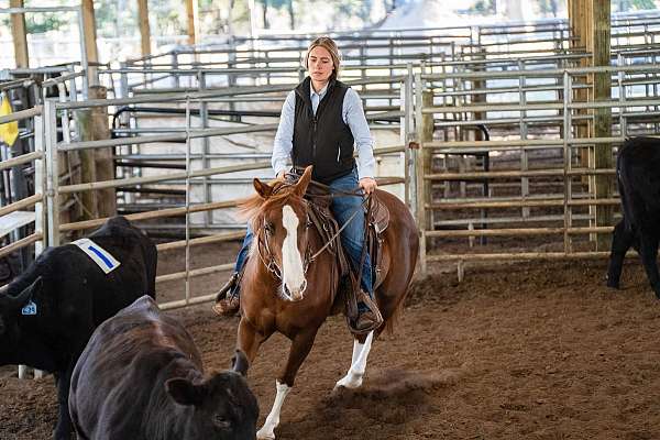 roping-quarter-horse