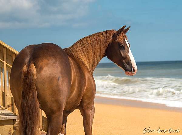 show-quarter-horse