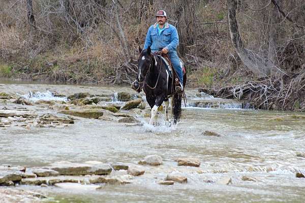 husband-safe-paint-horse