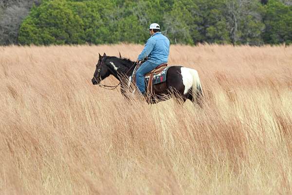 ranch-work-paint-horse