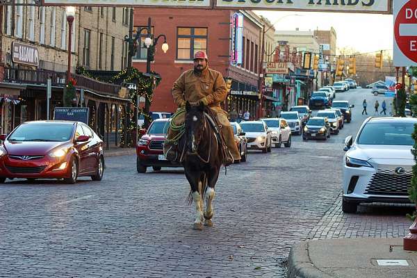 roping-paint-horse