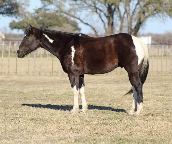 team-penning-paint-horse