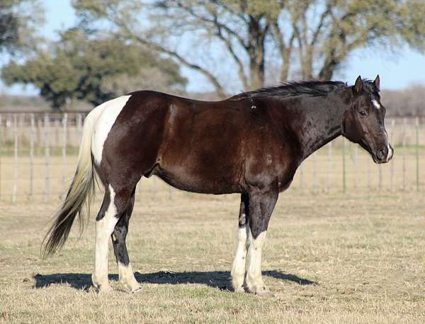 trail-riding-paint-horse