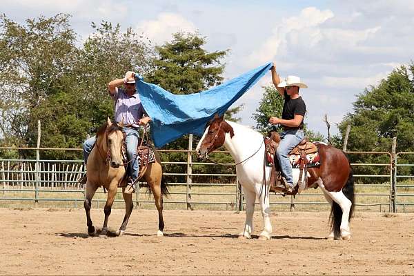 show-quarter-horse