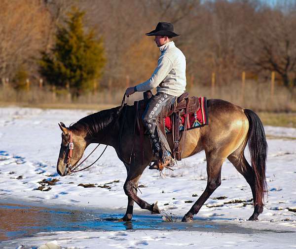 calf-roping-quarter-horse