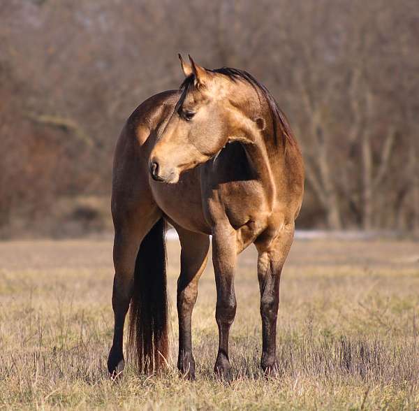 performance-quarter-horse