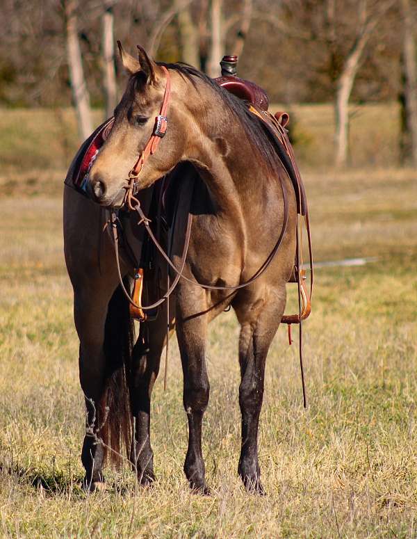 ranch-versatility-quarter-horse