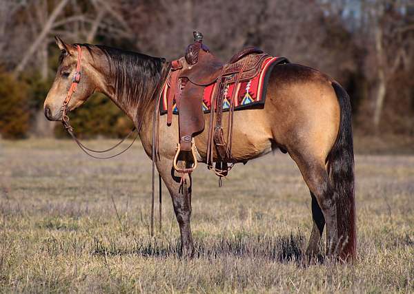 reining-quarter-horse