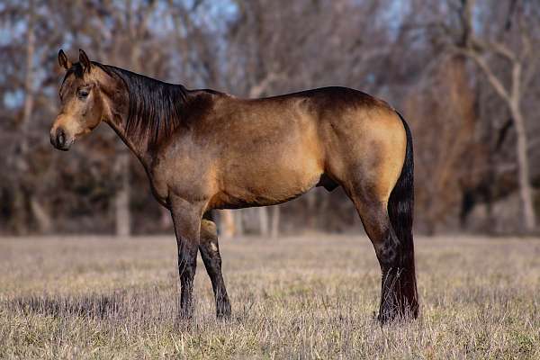 roping-quarter-horse