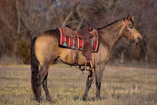 show-quarter-horse