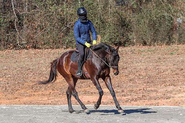 athletic-paint-horse