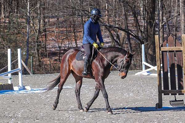 flashy-paint-horse