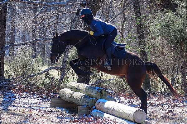 dressage-paint-horse