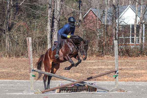 husband-safe-paint-horse