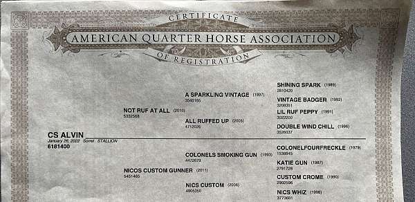 athletic-quarter-horse