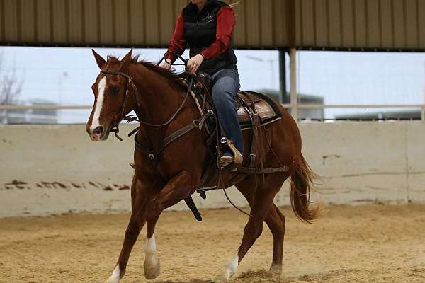 flashy-quarter-horse