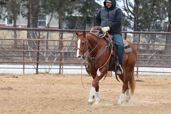 heel-quarter-horse