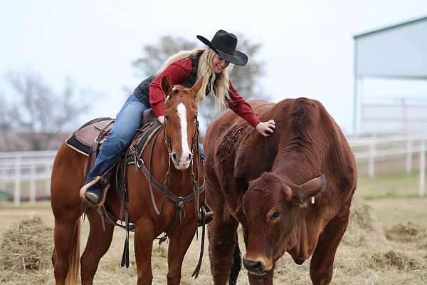 husband-safe-quarter-horse