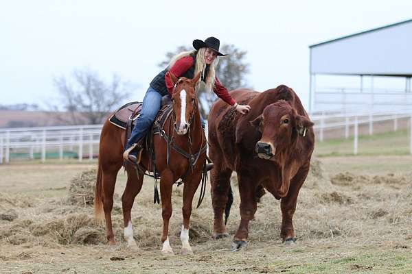 performance-quarter-horse