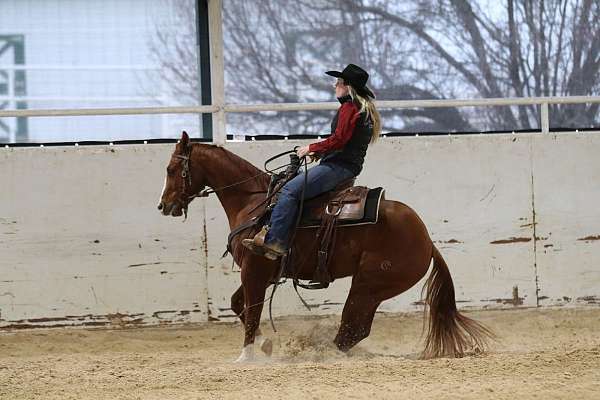 ranch-versatility-quarter-horse