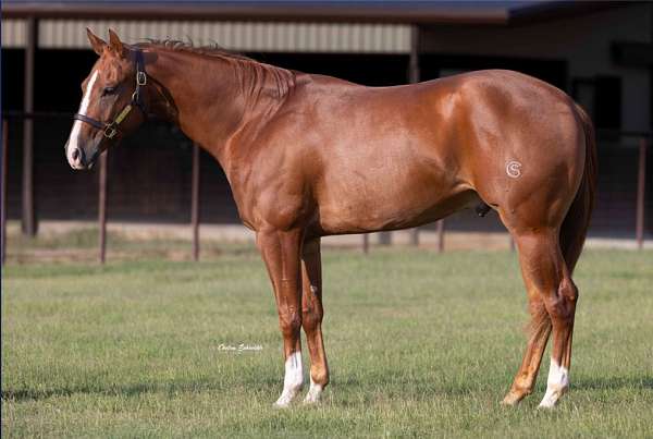 ranch-work-quarter-horse