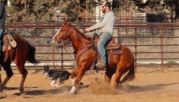 reining-quarter-horse