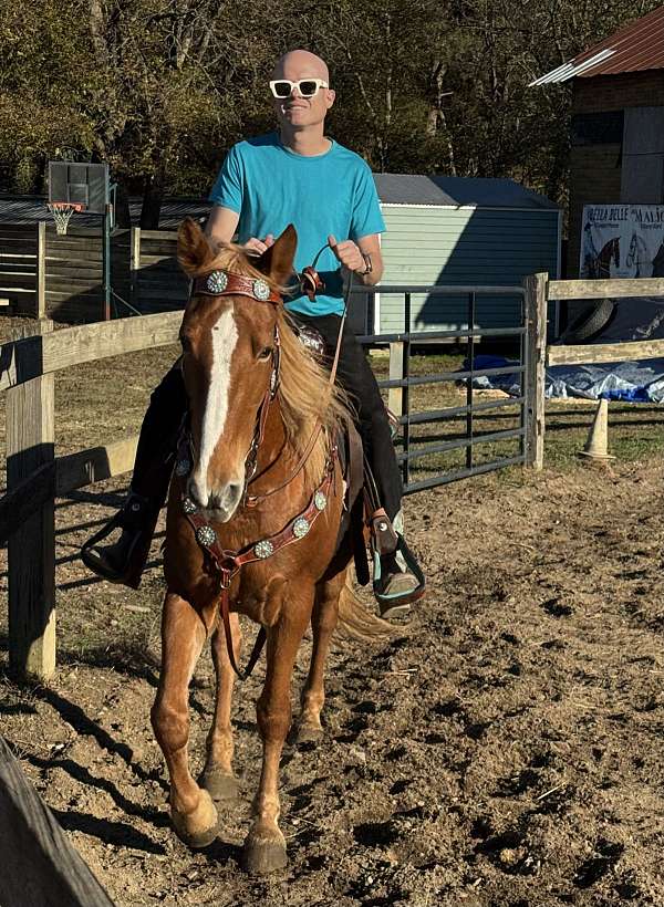 tennessee-walking-horse-for-sale