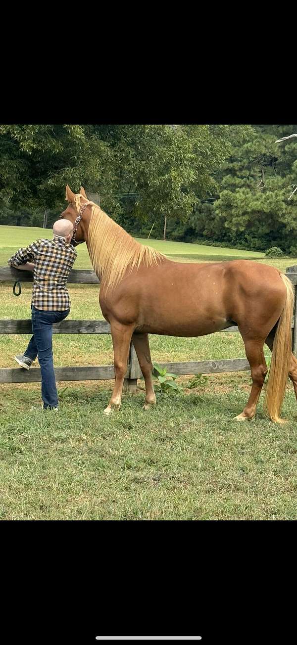 tennessee-walking-horse