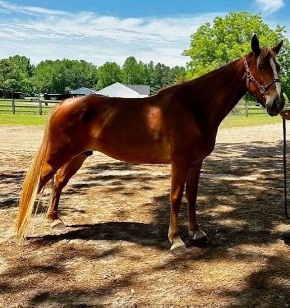 chestnut-show-horse