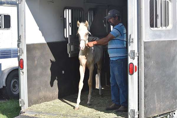 dallas-texas-pinto-horse