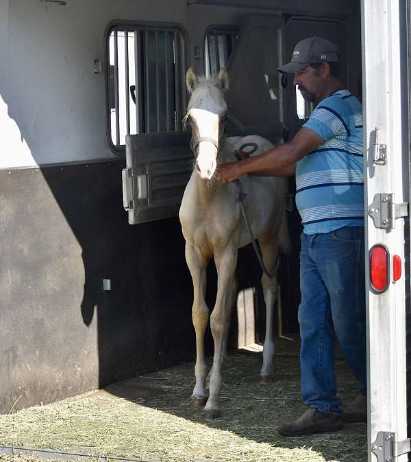 stunning-pinto-horse