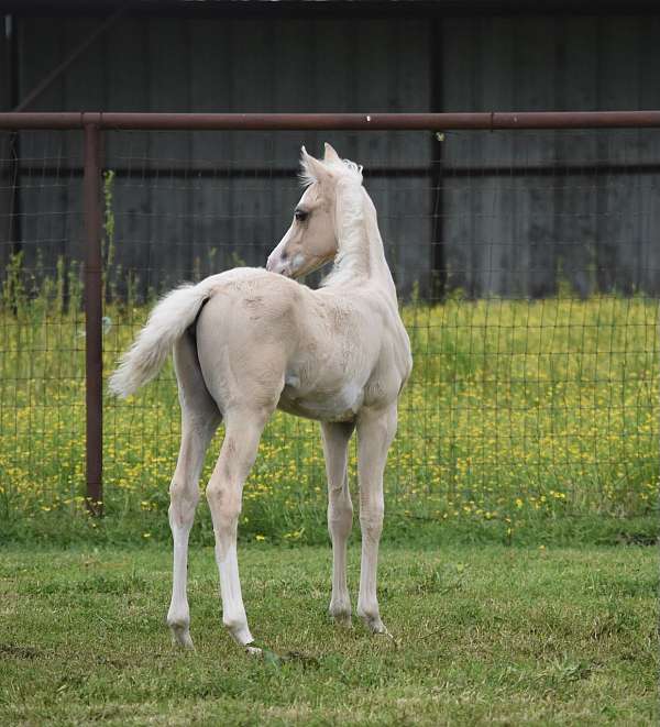 legacy-pinto-horse