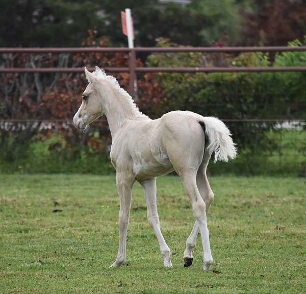 overo-filly-pinto-horse