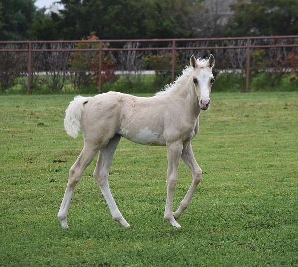 palomino-filly-pinto-horse