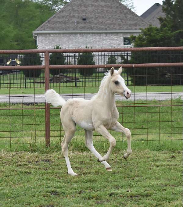 palomino-overo-pinto-horse