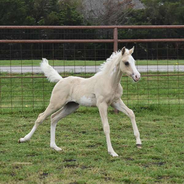 area-pinto-horse