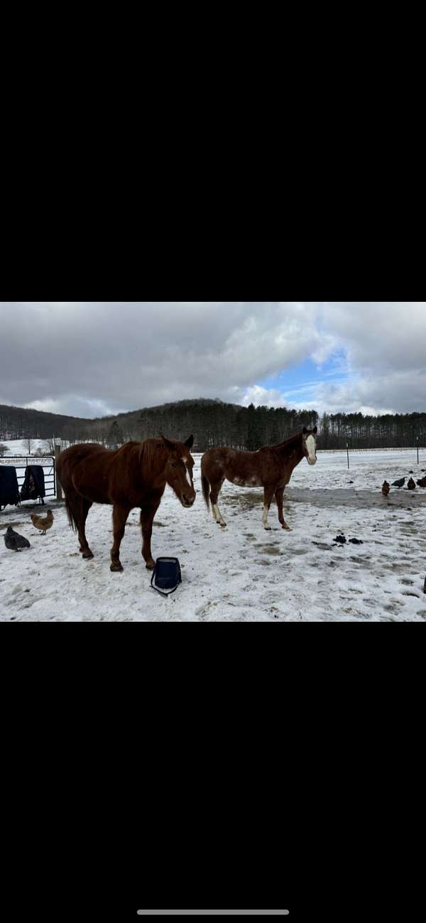 all-around-quarter-horse