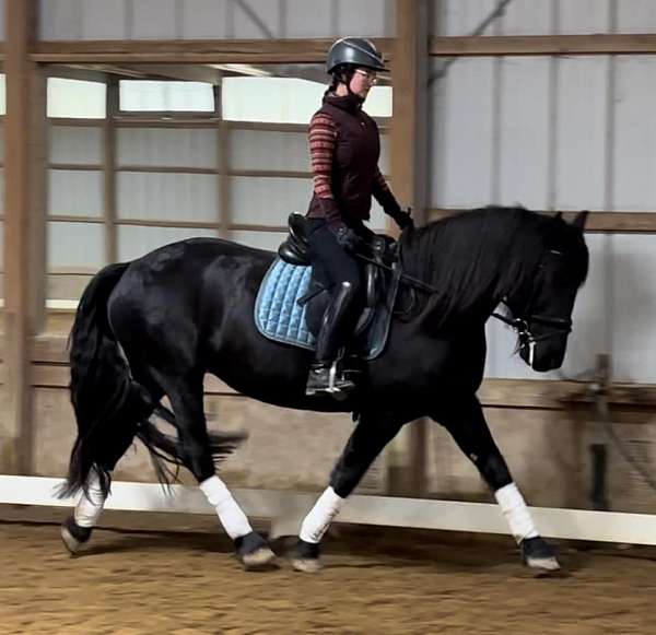 adult-amateur-friesian-horse