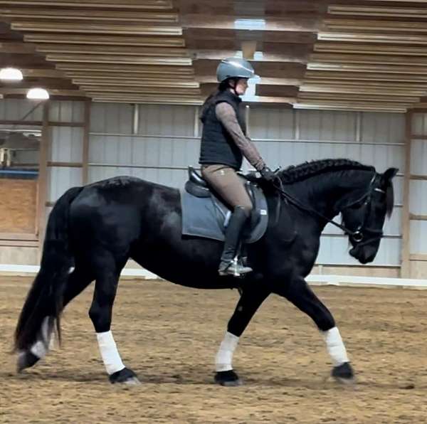 solid-wtc-friesian-horse