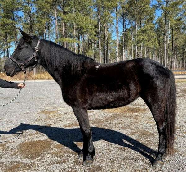 guarantee-morgan-horse