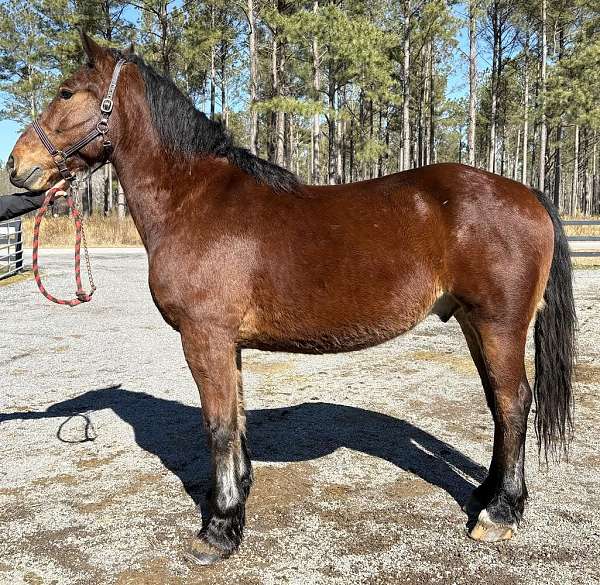 potential-draft-horse