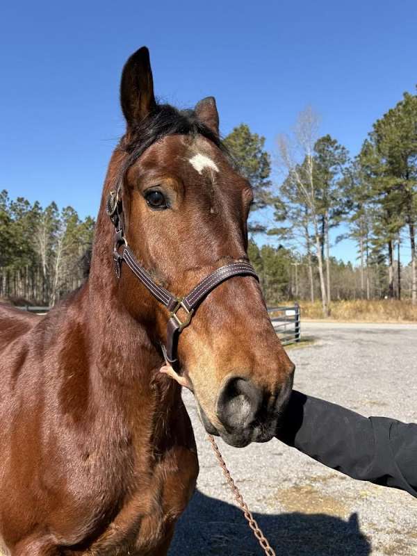 voice-cues-draft-horse