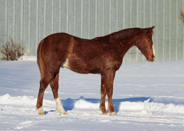 athletic-quarter-horse