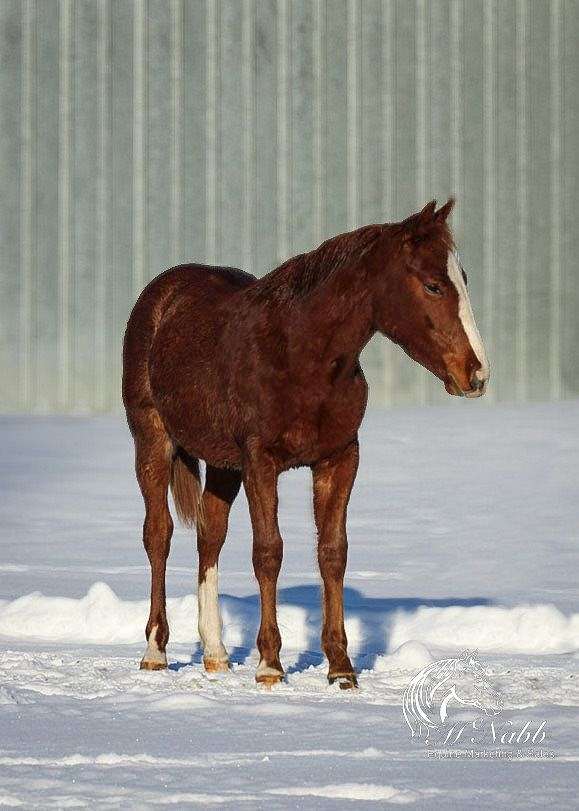 flashy-quarter-horse