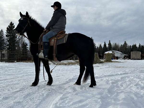 all-around-draft-horse