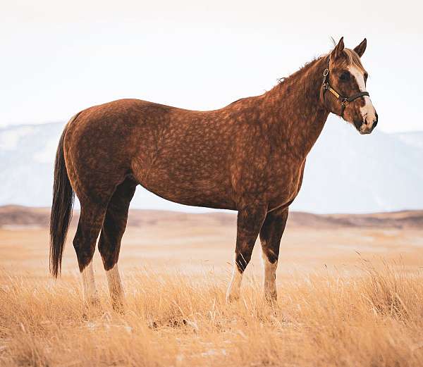 all-around-quarter-horse